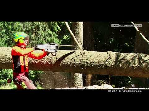 Der gute Tipp: Motorsäge Weltmeister - der perfekte Schnitt