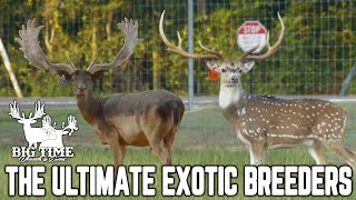 Download lagu Doing Business BIG TIME in the Exotic Animal Industry mp3