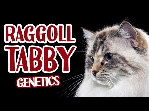 Ragdoll tabby aka lynx - genetics and standards