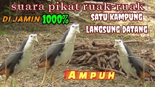 Download lagu suara pikat ruak - ruak // yg jauh mendekat dan yg dekat langsung dapat mp3