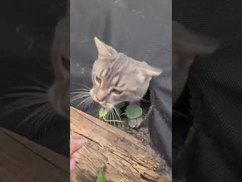 Автор відео є в тіктоці: WhiteCat