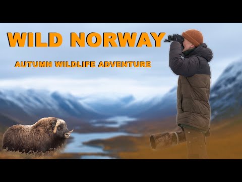 Musk Oxen Wildlife Photography in Norway - Exploring Dovrefjell National Park