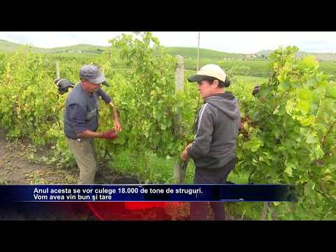 Podgoria de aur de la Cotnari