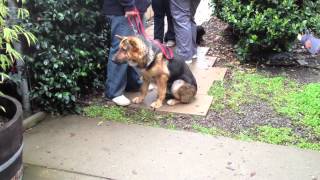 Free Pet Wellness Clinic for Low Income Latino Families