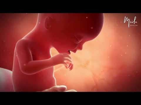 17 Weeks of #Pregnancy | #SecondTrimester | Fetal Stage | #17WeeksPregnant | #Fetus