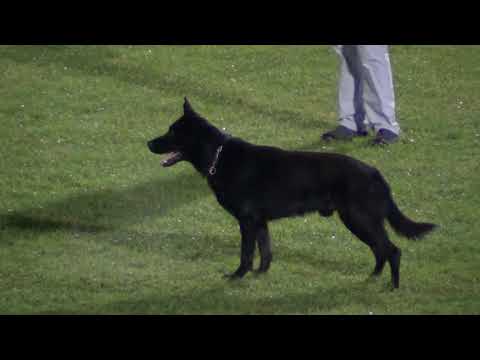 WUSV 2021  DNK 1-  HENRIK HJORT & CUTULUS TITO B 82