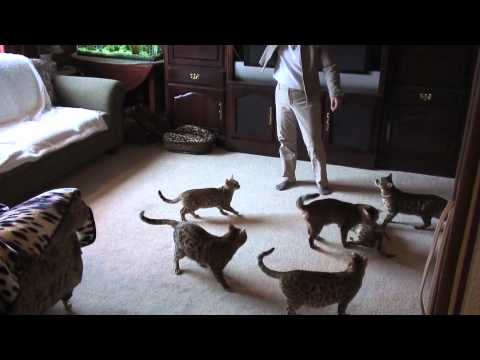 download lagu mp3 mp4 Fraser Valley Bengals, download lagu Fraser Valley Bengals gratis, unduh video klip Fraser Valley Bengals