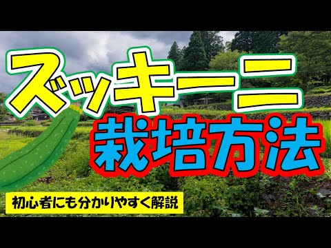 ズッキーニの鉢植えを始めるのに最適な時期はいつですか?  庭園