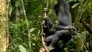 FILM2 vs. SPRUNG - bonobo