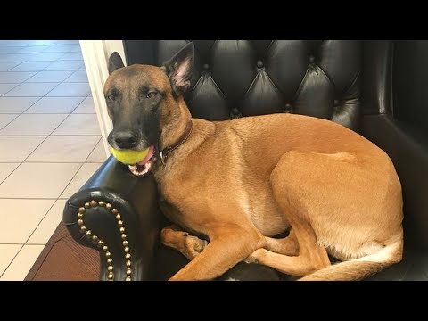 Funny BELGIAN MALINOIS Moments You Never Expected! 😂