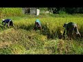 Manual Harvesting Of Rice In The Philippines