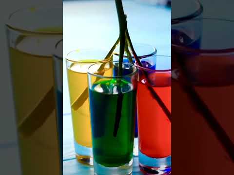 flower color changing experiment | rainbow color rose plant #shorts #craftswithmisbah