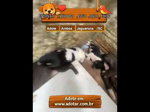 Vídeo de Melissa,,pipoca,zara,ayla,thor