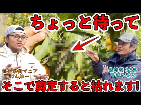 秋に剪定してはいけない果樹はどれですか?またその理由は何ですか? + 剪定してはいけない木のリスト  庭園