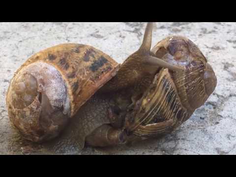 Snail Gives Birth - Birth of a Snail