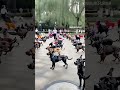 Zen Paws Dogs Discover The Art Of Tai Chi Chineseculture Funny Cat Youtube