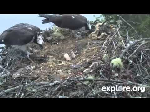 Osprey Chick Second Big Feed 6/5/14 6 pm local time