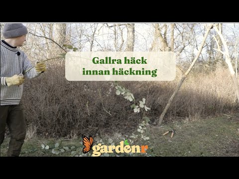 Lean hedges before nesting - Gardenhacks by GardenR