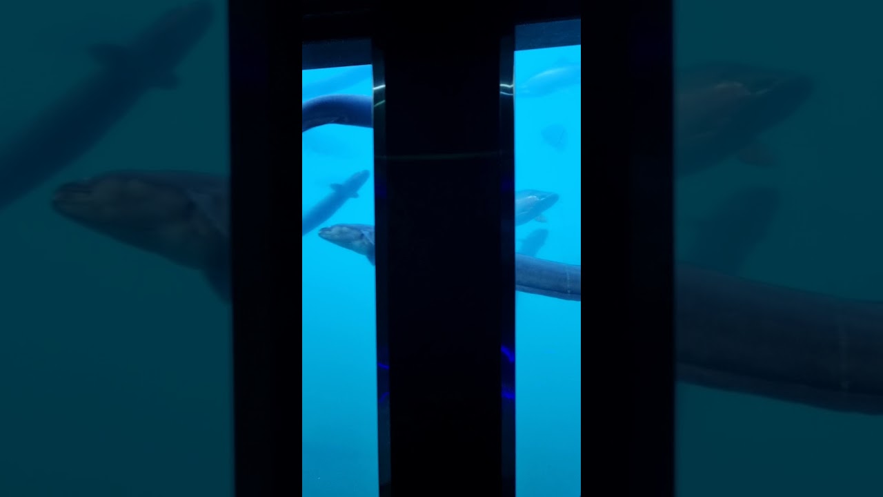 YouTube Short thumbnail