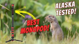 The Best Monopod for Wildlife Photography (Alaska Tested) - The iFootage Cobra 3 Monopod