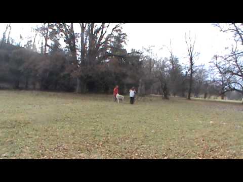 Vetmeduni Vienna: Dog's social learnings from humans - Dog Demonstration