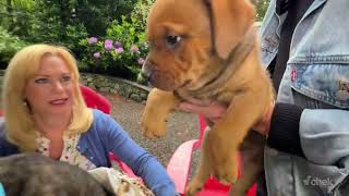 'A is for adorable' when it comes to the A Litter puppies up for adoption