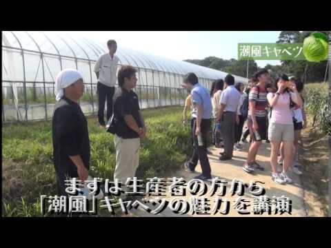 20140716潮風キャベツ！