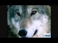 Wolves- Madokara Mieru [Instrumental] 