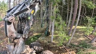 Atrankinis sanitarinis kirtimas | John Deere 1170G | IBC | H413 | MTH