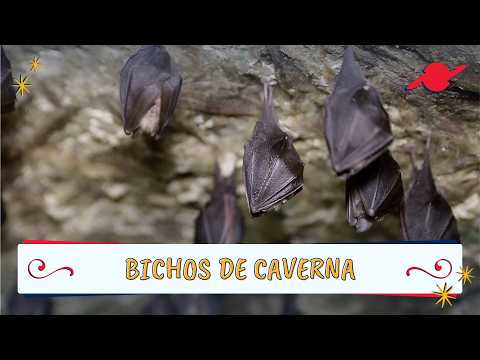 Animais que vivem em cavernas #parte1