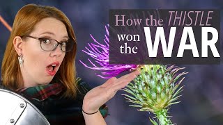 Tale of the Thistle | Why the Thistle is the National Flower of Scotland