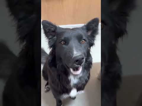 Şantiye köpeği Nazlının maceraları😅 sweety dog Nazlı.