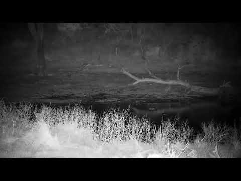 Djuma: dUIKER GETTING DRINK AT THE DAM - 19:26 - 08/11/21