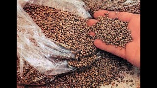 Семена конопли в прикормке для ловли карпа