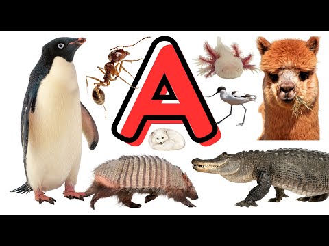 , title : 'Animal - Name of Animals That Start with A - Useful English Words - English Vocabulary Building'
