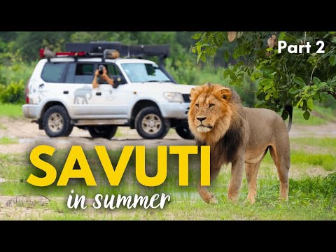 Unbelievable Summer Safari in Savuti | Chobe National Park, Botswana
