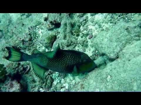 Attaque d'un baliste titan pendant que je le filmais - Fakarava - Tuamotou - Polynésie française