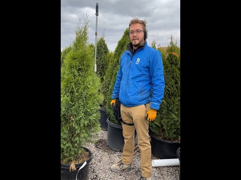 Two methods to protect evergreens during winter