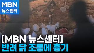 털 벗겨 튀길 것…반려 오골계 조롱한 동료에 흉기 휘둘렀다 실형 [MBN 뉴스센터]