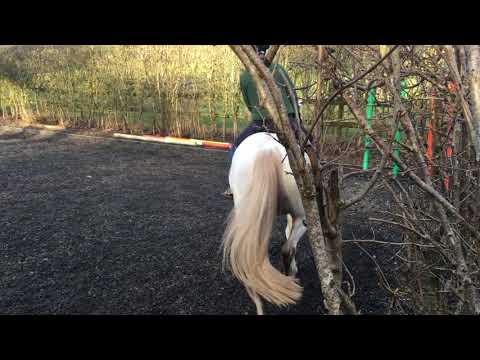 Grassroots Dressage Inter Branch competition - Cicely Properjohn & Flaviana