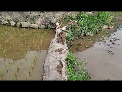 Playful, hyperactive monkeys are jumping around to meet strangers