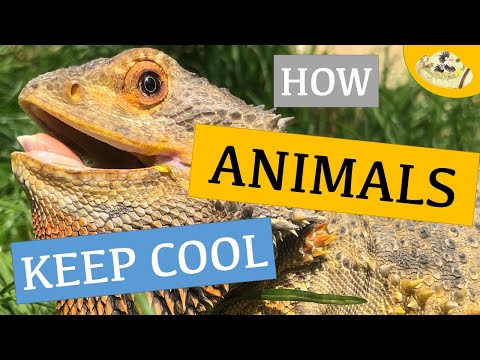 How Animals Keep Warm, Cool Off, and Stay Thermoregulated: Endotherm vs Ectotherm | Meet my Zoo!