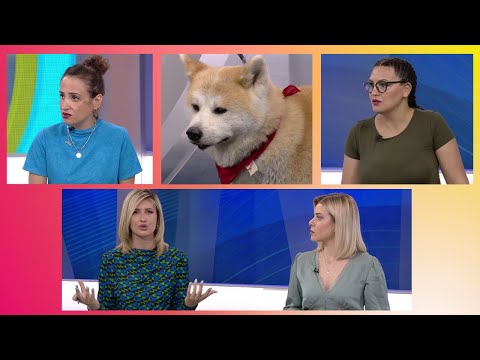 7pa5 - Qeni zbuloi shtatëzaninë time/ Haçi,qeni i shpëtuar që është dhunuar dikur - 17 Qershor 2022