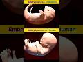 Dolphin vs Human Embryo Development | Side-by-Side Stages Fascinating Similarities #embryogenesis