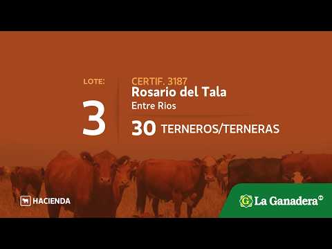 Lote Terneros/as en Rosario del Tala