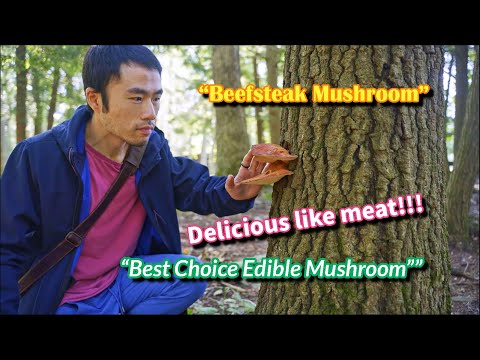 Beefsteak Mushroom – Nature’s Hidden Gem! A Top Edible You’ve Never Seen Before!