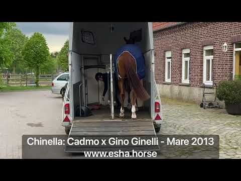Chinella: CADMO x GINO GINELLI