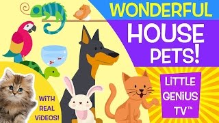 House Pets (GO) gameplay video by kcspeechco, 2:25 duration