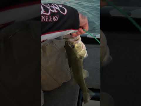 T-H Marine Conservation Cull System #shorts