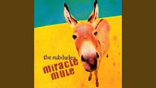 Miracle Mule
